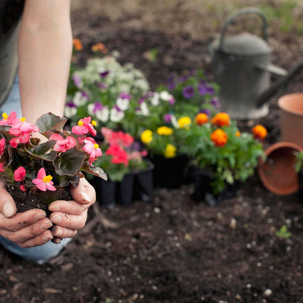 Cómo cuidar tus plantas tras el verano