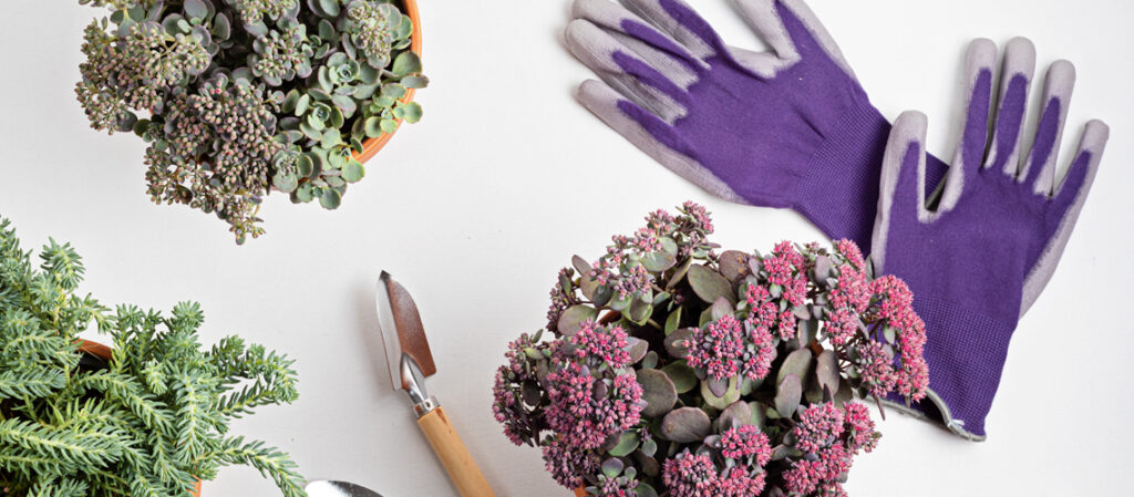 plantas-para-zona-sombra